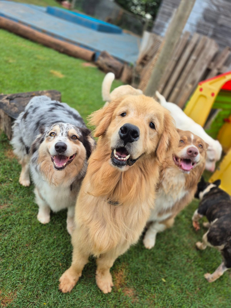 Foto da capa de Dogs4ever Hotel e Creche para Cachorro